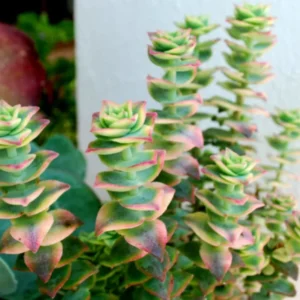 Crassula Succulent Live Plant, Easy to Grow - Unique Variety in a 4-Inch Pot, Ideal for Indoor or Outdoor Decor - Variegated String of Buttons Crassula Perforata