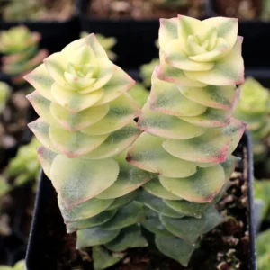 Live Crassula Succulent Plant for Garden - Rare Variety, Suitable for Indoor or Outdoor Spaces, 4 Inch Pot - Variegated String of Buttons Crassula Perforata