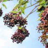 10 American Elderberry Cuttings – Live Unrooted Black Elderberry Plants Live for Growing Large Berry Clusters - 5 To 8 Inch Tall