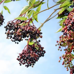 10 American Elderberry Cuttings – Live Unrooted Black Elderberry Plants Live for Growing Large Berry Clusters - 5 To 8 Inch Tall
