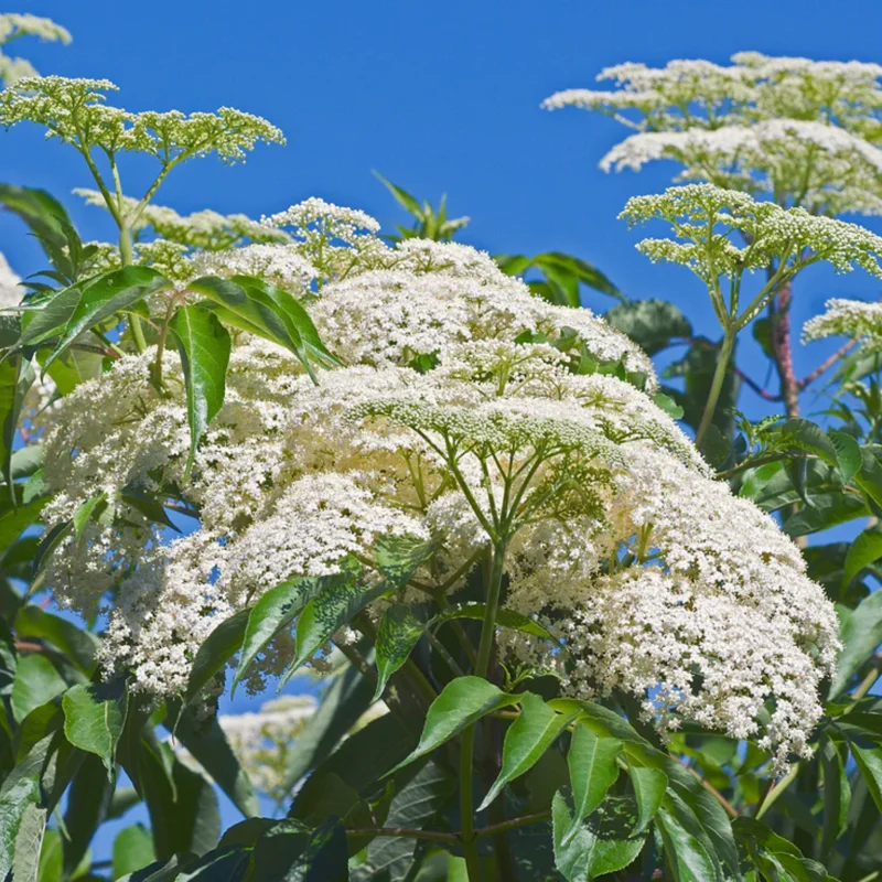 5 American Elderberry Cuttings, Black Elderberry Plant Live Unrooted 5-8 Inch Tall, Elderberry Fruiting Shrub Large Berry Clusters