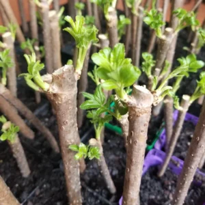 5 American Elderberry Cuttings, Black Elderberry Plant Live Unrooted 5-8 Inch Tall, Elderberry Fruiting Shrub Large Berry Clusters