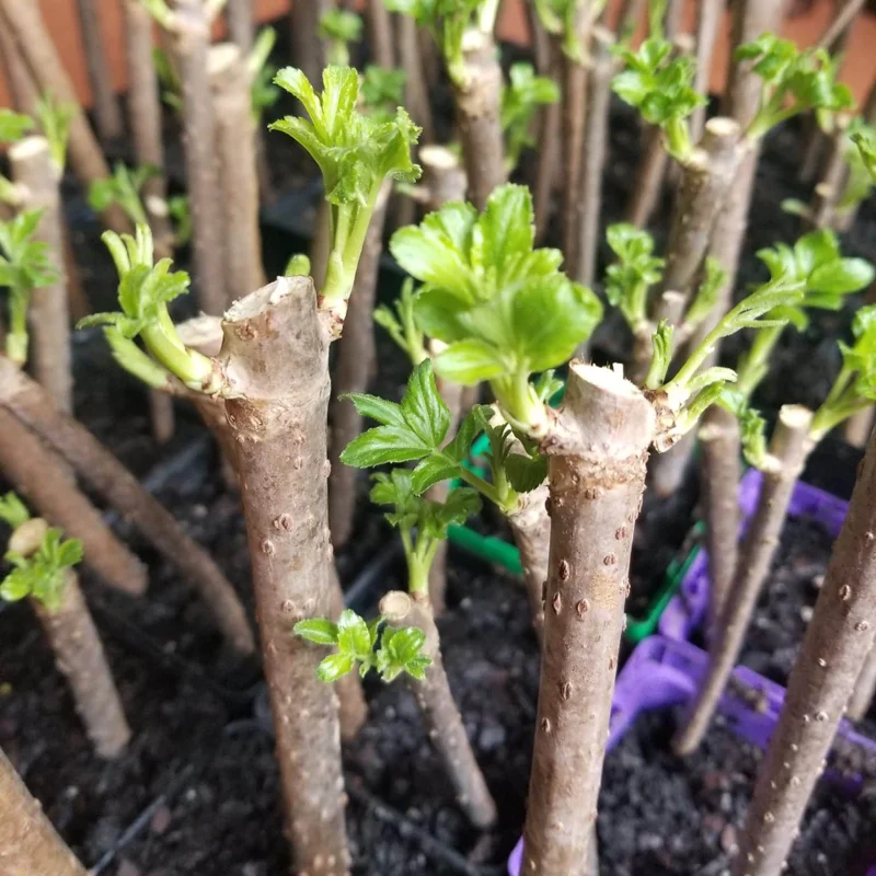 5 American Elderberry Cuttings, Black Elderberry Plant Live Unrooted 5-8 Inch Tall, Elderberry Fruiting Shrub Large Berry Clusters