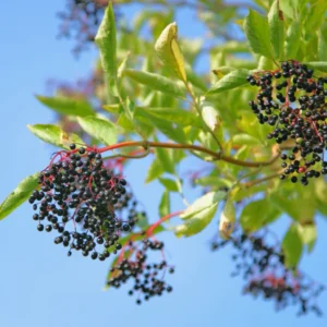 5 American Elderberry Cuttings, Black Elderberry Plant Live Unrooted 5-8 Inch Tall, Elderberry Fruiting Shrub Large Berry Clusters