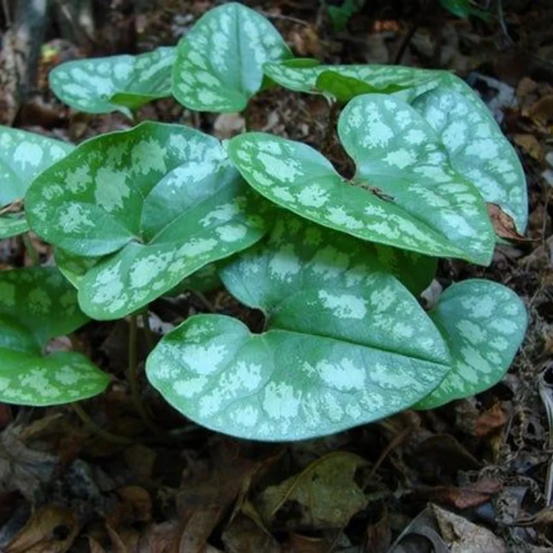3 Heart Leaf Ginger Plants Live Bare Roots, Wild Ginger Live Plants For Planting Perennial Flowers