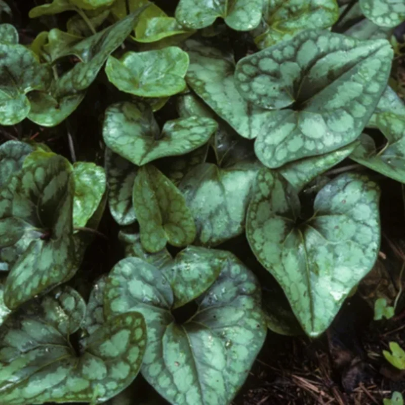 3 Heart Leaf Ginger Plants Live Bare Roots, Wild Ginger Live Plants For Planting Perennial Flowers