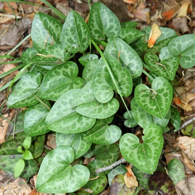 3 Heart Leaf Ginger Plants Live Bare Roots, Wild Ginger Live Plants For Planting Perennial Flowers
