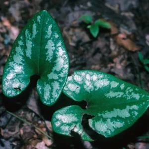 3 Heart Leaf Ginger Plants Live Bare Roots, Wild Ginger Live Plants For Planting Perennial Flowers