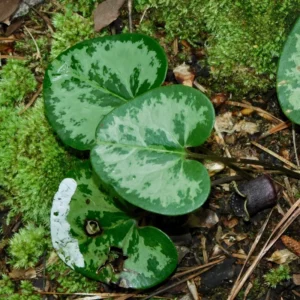 3 Heart Leaf Ginger Plants Live Bare Roots, Wild Ginger Live Plants For Planting Perennial Flowers