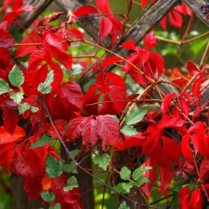 5 Virginia Creeper Ivy Plants Live Bare Root – Five-Leaved Flowering Perennial Vine for Ground Cover and Climbing