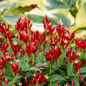 5 Pinkroot Bare Root Plant Live For Planting, Pinkroot Perennial Wild Flower Home Garden