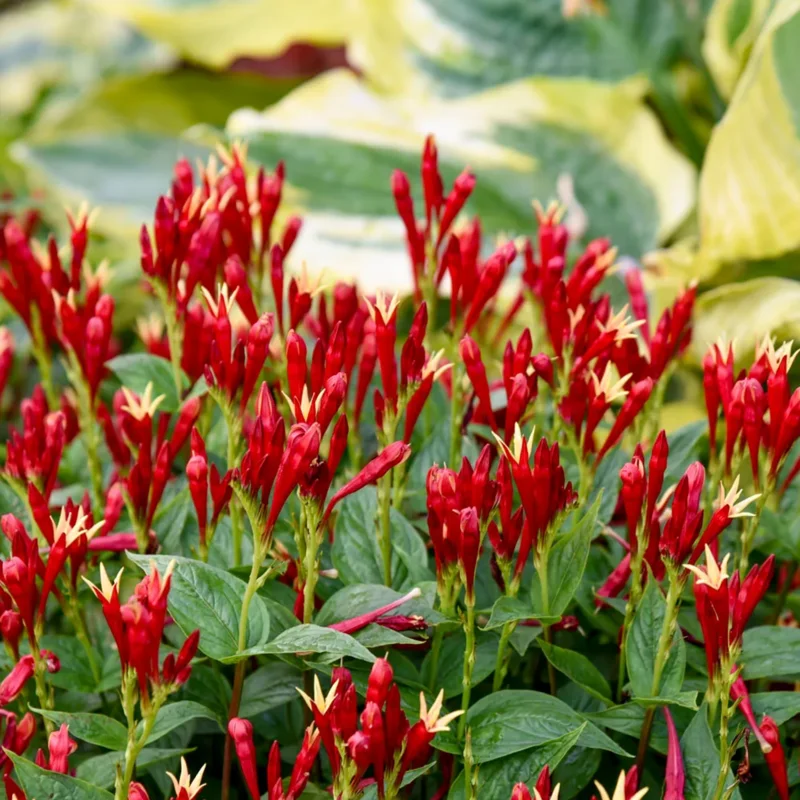 5 Pinkroot Bare Root Plant Live For Planting, Pinkroot Perennial Wild Flower Home Garden