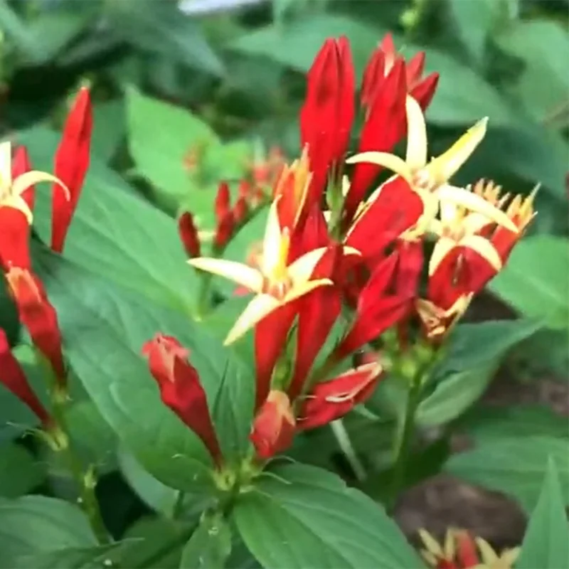 5 Pinkroot Bare Root Plant Live For Planting, Pinkroot Perennial Wild Flower Home Garden