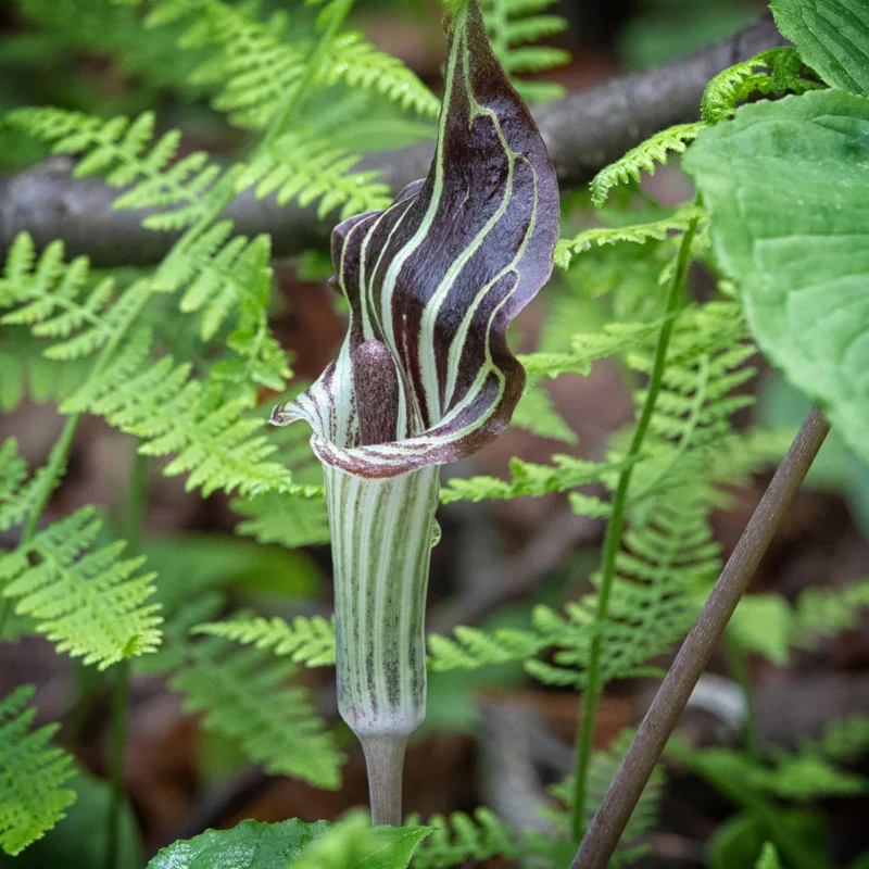 10 Jack In The Pulpit Plants Live Bare Root Perennials, Hardy Wild Flowers for Shade Gardens