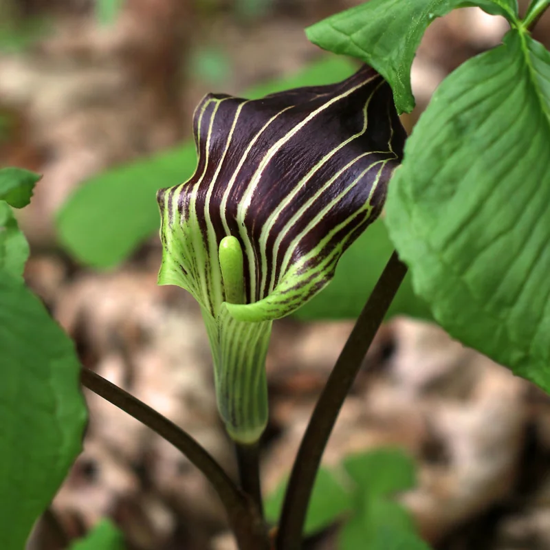 5 Jack In The Pulpit Plants Bare Roots – Live Perennial Wild Flower for Shaded Gardens and Landscaping