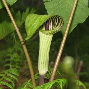 5 Jack In The Pulpit Plants Bare Roots – Live Perennial Wild Flower for Shaded Gardens and Landscaping