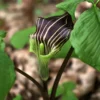10 Jack In The Pulpit Plants Live Bare Root Perennials, Hardy Wild Flowers for Shade Gardens