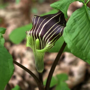 10 Jack In The Pulpit Plants Live Bare Root Perennials, Hardy Wild Flowers for Shade Gardens