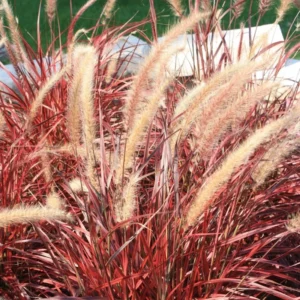 3 Red Fountain Grass Plant Live, Ornamental Grass Live Perennial Bare Root Landscape Fall Color Ornamental Grass Fast Growing Starter Plant