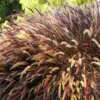 5 Red Fountain Grass Plants Live – Ornamental Grass Live Perennial Fast Growing , Beautiful Fall Color for Landscaping, Starter Plants