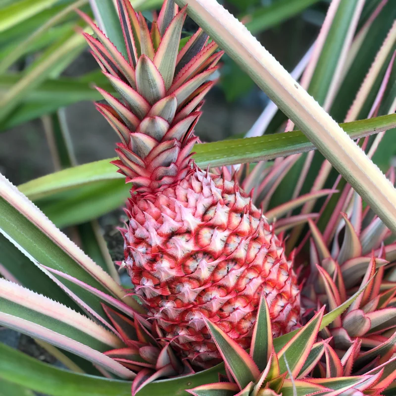 3 Red Pineapple Plants Live – Sweet Pineapple Fruit Trees Bare Root, No Pot, Ideal for Home Garden and Tropical Fruit Growing