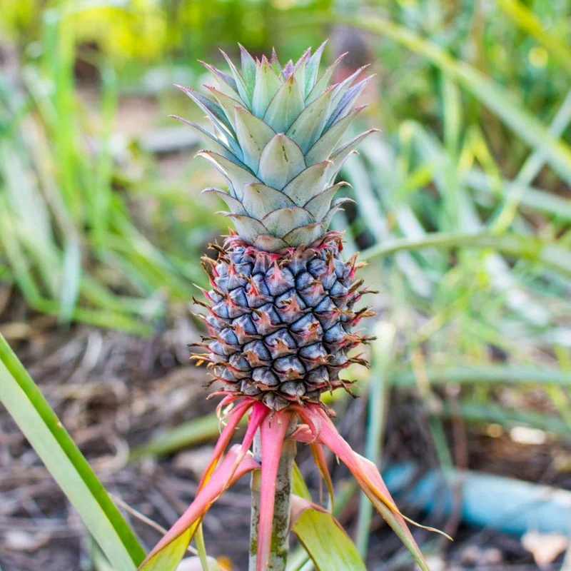 3 Red Pineapple Plants Live – Sweet Pineapple Fruit Trees Bare Root, No Pot, Ideal for Home Garden and Tropical Fruit Growing