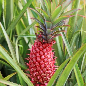 3 Red Pineapple Plants Live – Sweet Pineapple Fruit Trees Bare Root, No Pot, Ideal for Home Garden and Tropical Fruit Growing