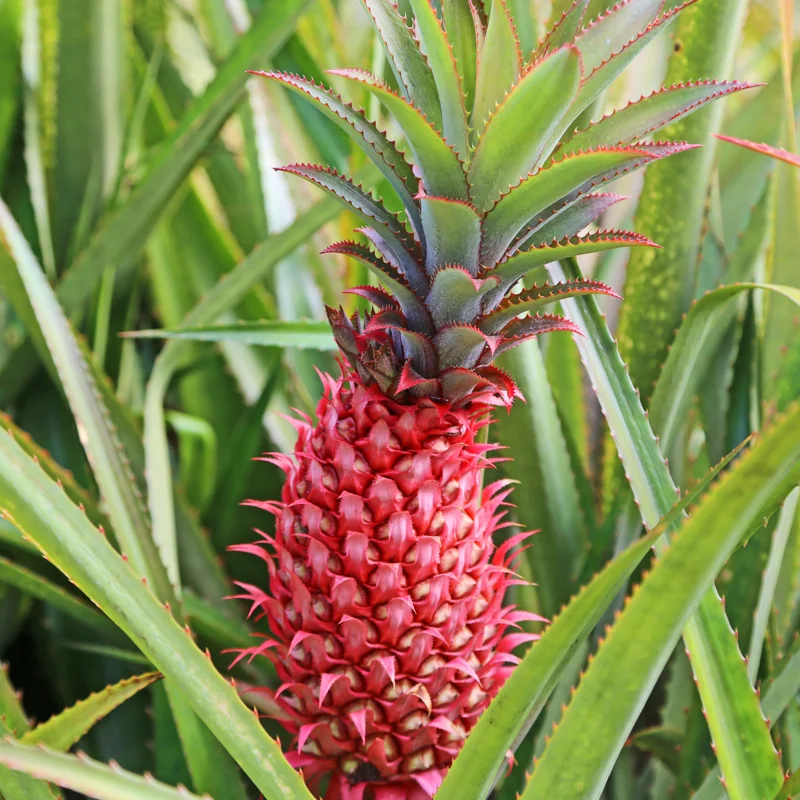 3 Red Pineapple Plants Live – Sweet Pineapple Fruit Trees Bare Root, No Pot, Ideal for Home Garden and Tropical Fruit Growing