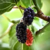 1 Dwarf Mulberry Tree Live Plant, Dwarf Everbearing Mulberry Bare Root, Mulberries Fruit Cold Hardy Starter Plant