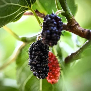 1 Dwarf Mulberry Tree Live Plant, Dwarf Everbearing Mulberry Bare Root, Mulberries Fruit Cold Hardy Starter Plant