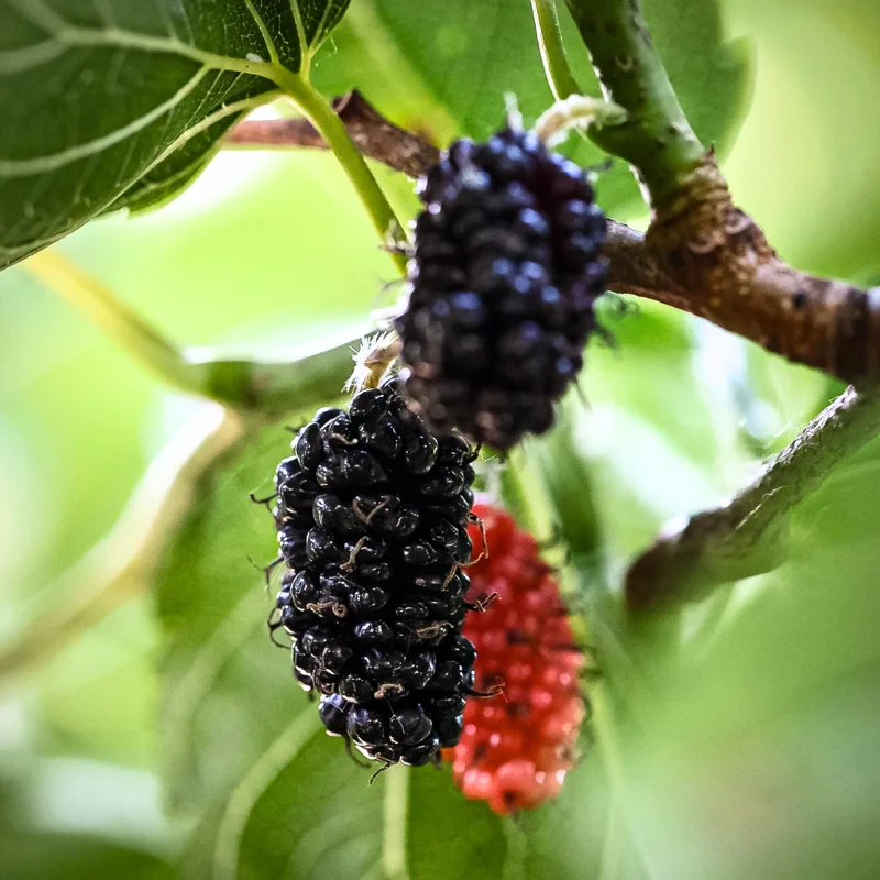1 Dwarf Mulberry Tree Live Plant, Dwarf Everbearing Mulberry Bare Root, Mulberries Fruit Cold Hardy Starter Plant