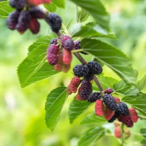 1 Dwarf Mulberry Tree Live Plant, Dwarf Everbearing Mulberry Bare Root, Mulberries Fruit Cold Hardy Starter Plant