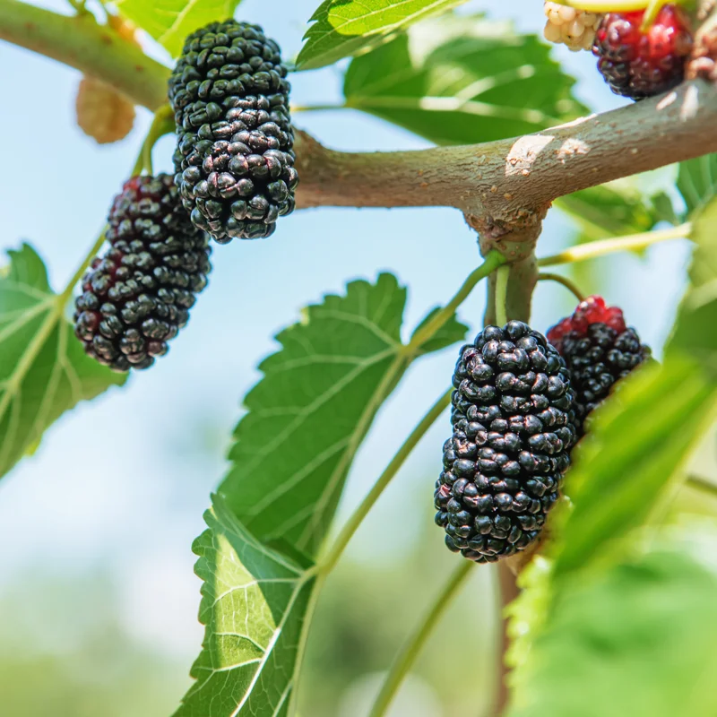 1 Dwarf Mulberry Tree Live Plant, Dwarf Everbearing Mulberry Bare Root, Mulberries Fruit Cold Hardy Starter Plant