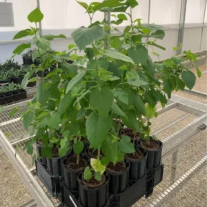 1 Dwarf Mulberry Tree Live Plant, Dwarf Everbearing Mulberry Bare Root, Mulberries Fruit Cold Hardy Starter Plant