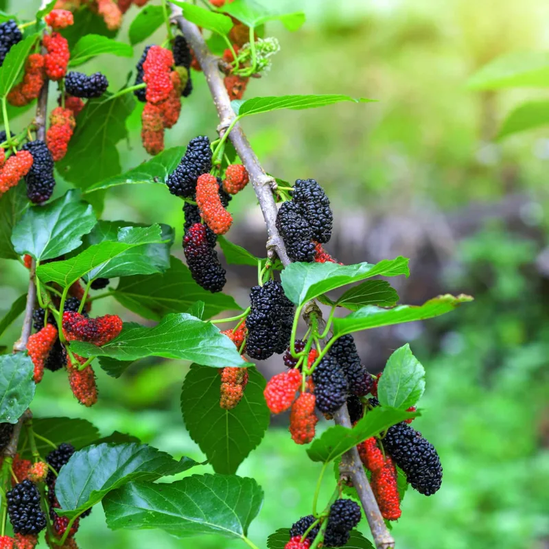 3 Dwarf Mulberry Trees Live Plants – Cold Hardy Everbearing Mulberry Starter Plants, Perfect for Home Gardens and Fruit Harvesting