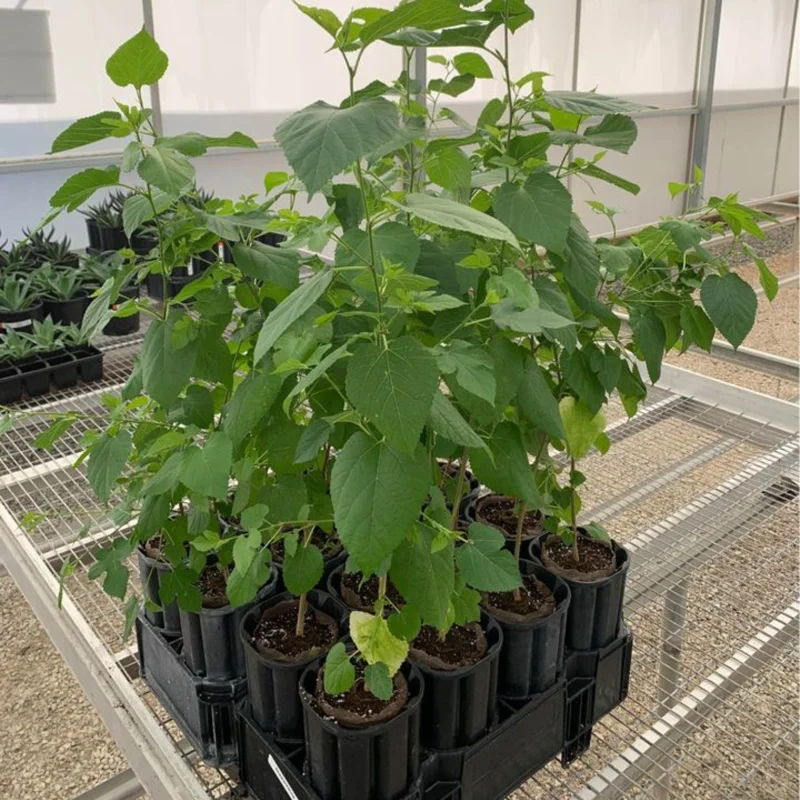 3 Dwarf Mulberry Trees Live Plants – Cold Hardy Everbearing Mulberry Starter Plants, Perfect for Home Gardens and Fruit Harvesting