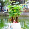 "Money Tree Plant Bonsai - 2 Live Pachira Aquatica Plants, 4-Inch Potted House Plants for Home and Office Decor"