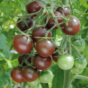 100 Heirloom Tomato Seeds for Planting Outdoors, Garden Vegetable Seeds