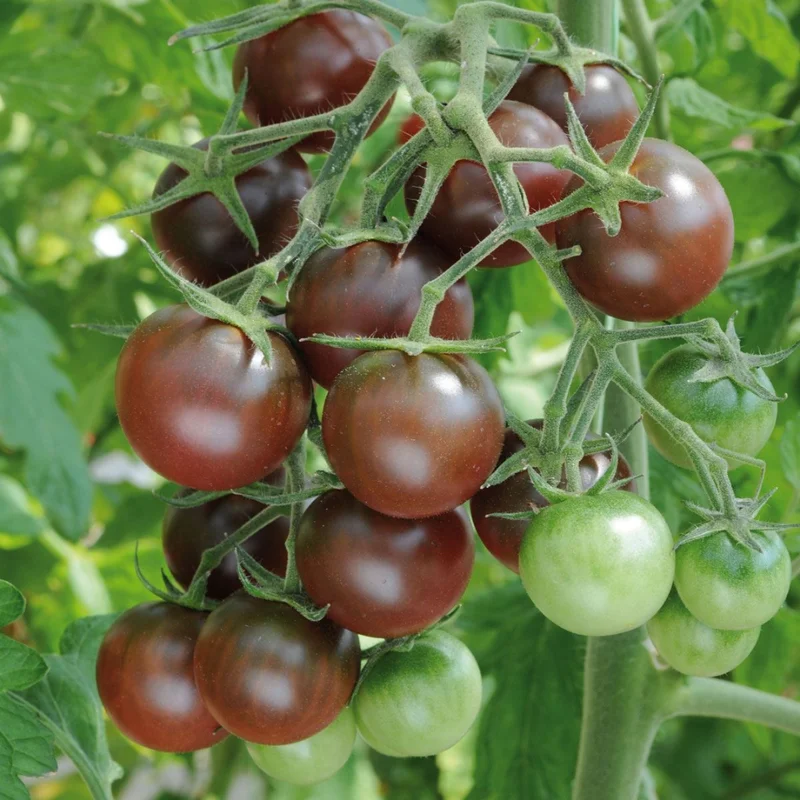 100 Heirloom Tomato Seeds for Planting Outdoors, Garden Vegetable Seeds