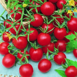 100 Heirloom Tomato Seeds for Planting Outdoors, Garden Vegetable Seeds