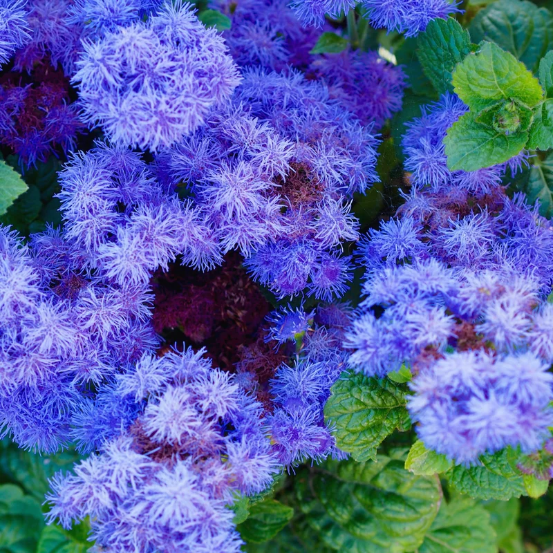 Set 4 Blue Ageratum Plants Live in 4'' Potted, Ageratum Flower Plant Pot, Live Ageratum Plant for Gardening Indoor Outdoor, Annual Flower Plants