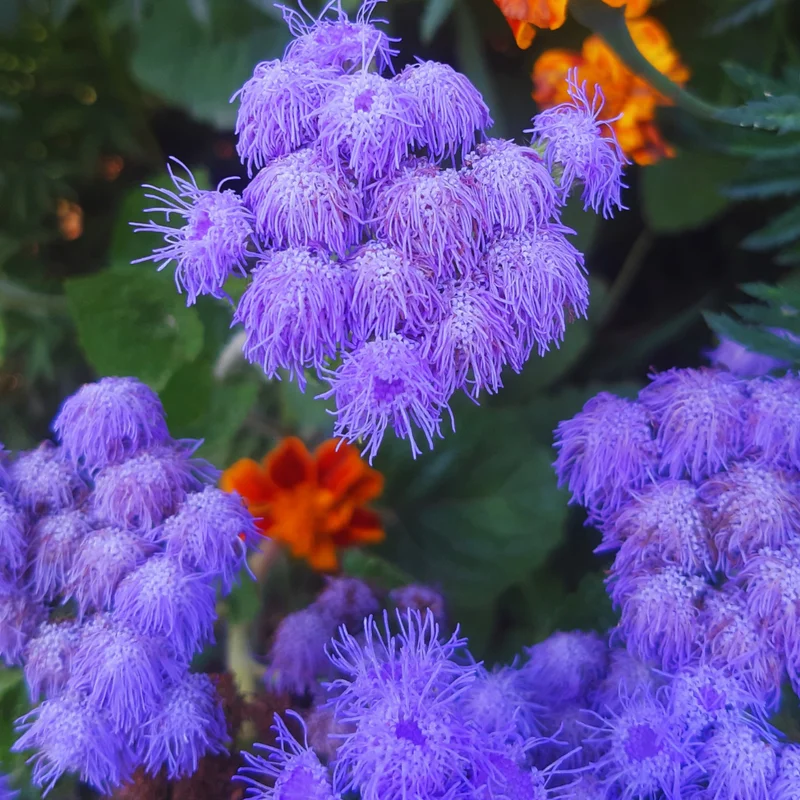 Set 4 Blue Ageratum Plants Live in 4'' Potted, Ageratum Flower Plant Pot, Live Ageratum Plant for Gardening Indoor Outdoor, Annual Flower Plants