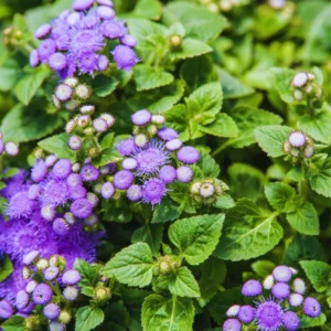 Set 4 Blue Ageratum Plants Live in 4'' Potted, Ageratum Flower Plant Pot, Live Ageratum Plant for Gardening Indoor Outdoor, Annual Flower Plants