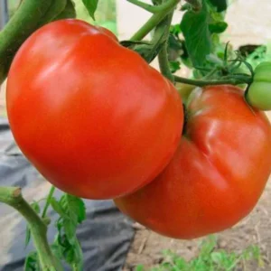 100 Heirloom Tomato Seeds for Planting Outdoors, Garden Vegetable Seeds - Beefsteak Tomato