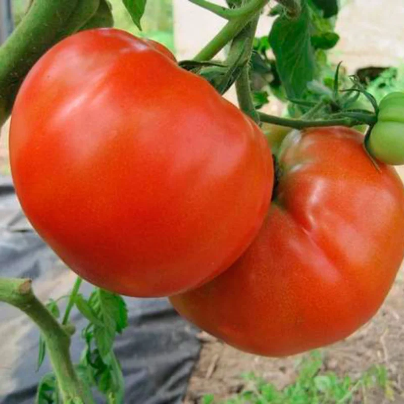 100 Heirloom Tomato Seeds for Planting Outdoors, Garden Vegetable Seeds - Beefsteak Tomato