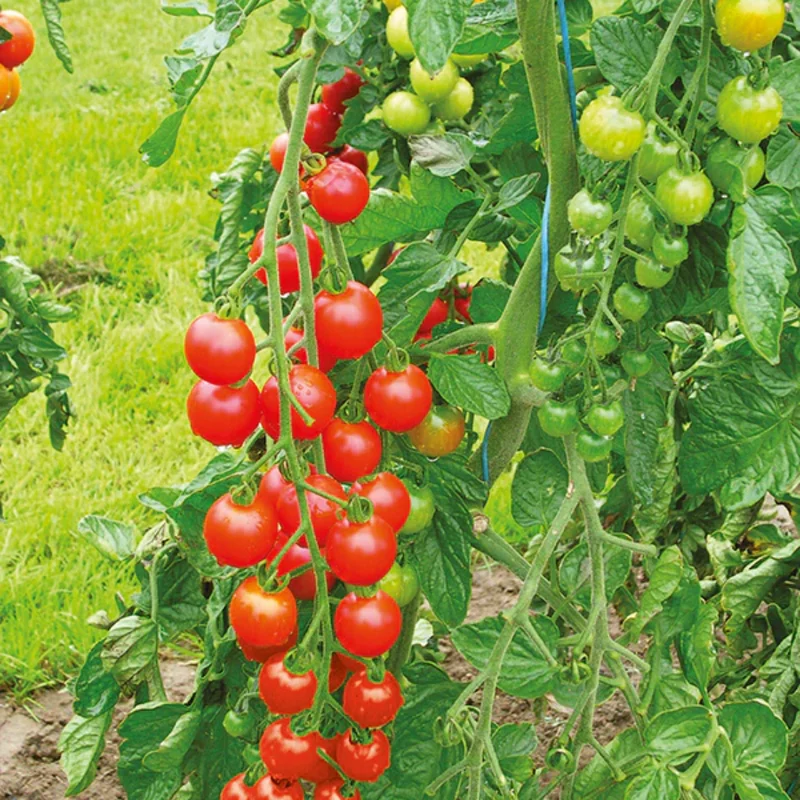 100 Heirloom Tomato Seeds for Planting Outdoors, Garden Vegetable Seeds - Cherry Tomato