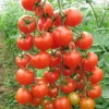 100 Heirloom Tomato Seeds for Planting Outdoors, Garden Vegetable Seeds - Cherry Tomato