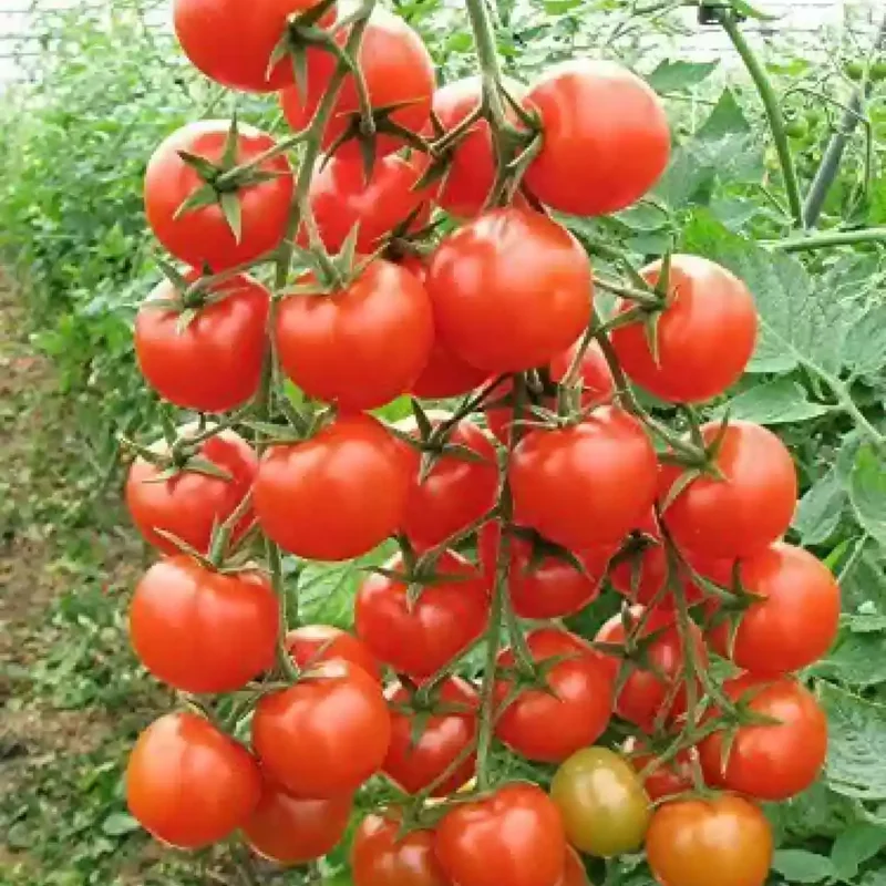 100 Heirloom Tomato Seeds for Planting Outdoors, Garden Vegetable Seeds - Cherry Tomato