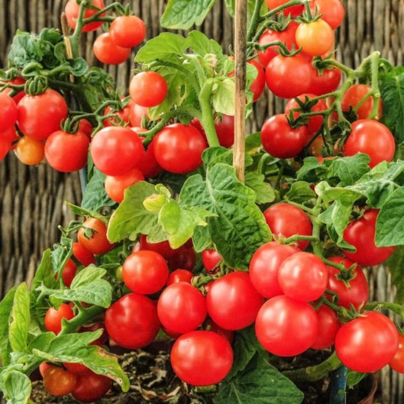 100 Heirloom Tomato Seeds for Planting Outdoors, Garden Vegetable Seeds - Cherry Tomato
