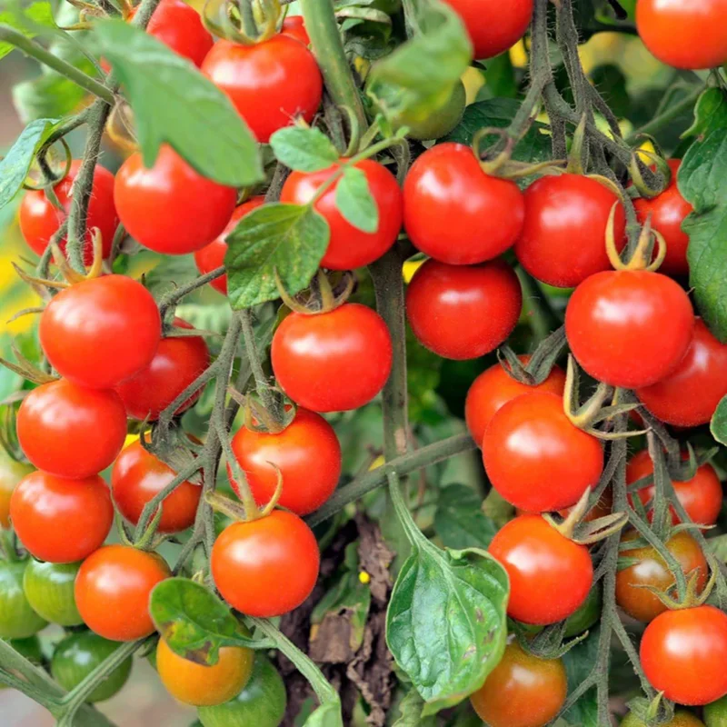 100 Heirloom Tomato Seeds for Planting Outdoors, Garden Vegetable Seeds - Cherry Tomato